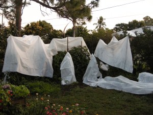 No ghosts, only tomato teepees, two days before Christmas.