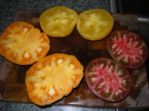 Marvel Striped, Taxi, Cherokee Purple