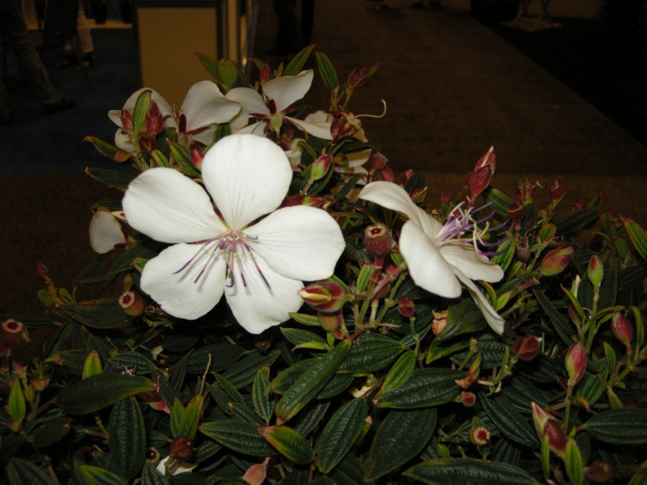 How about a new, white Tibuchina?