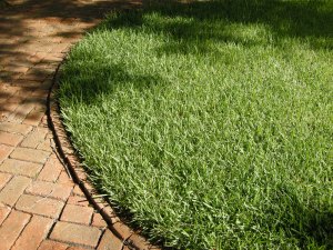 St. Augustine grass, in St. Augustine, Florida