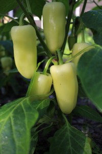 'Flexum' starts ivory-green then ripens orange to red.