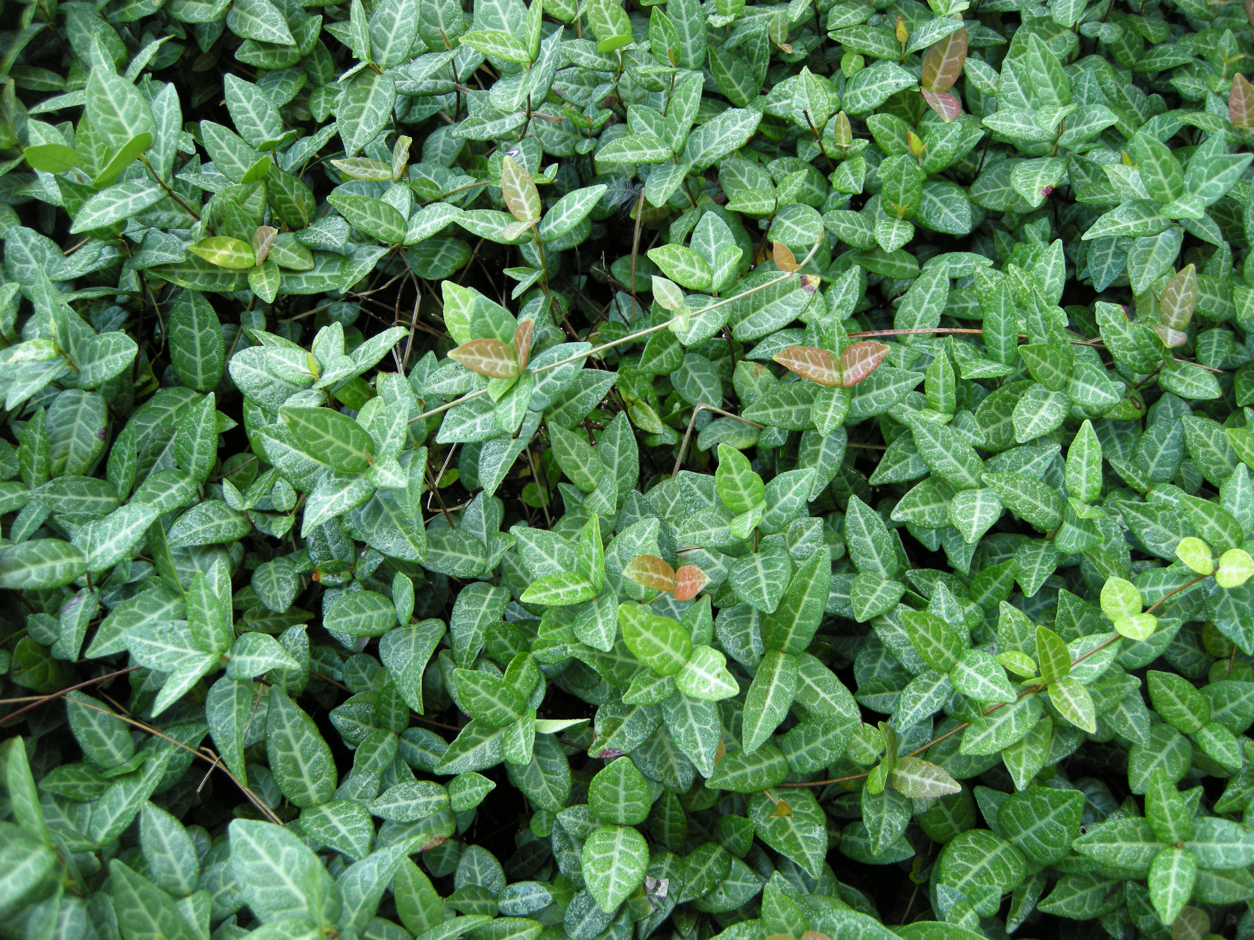 Jasmine or Not? – Cardboard Palm